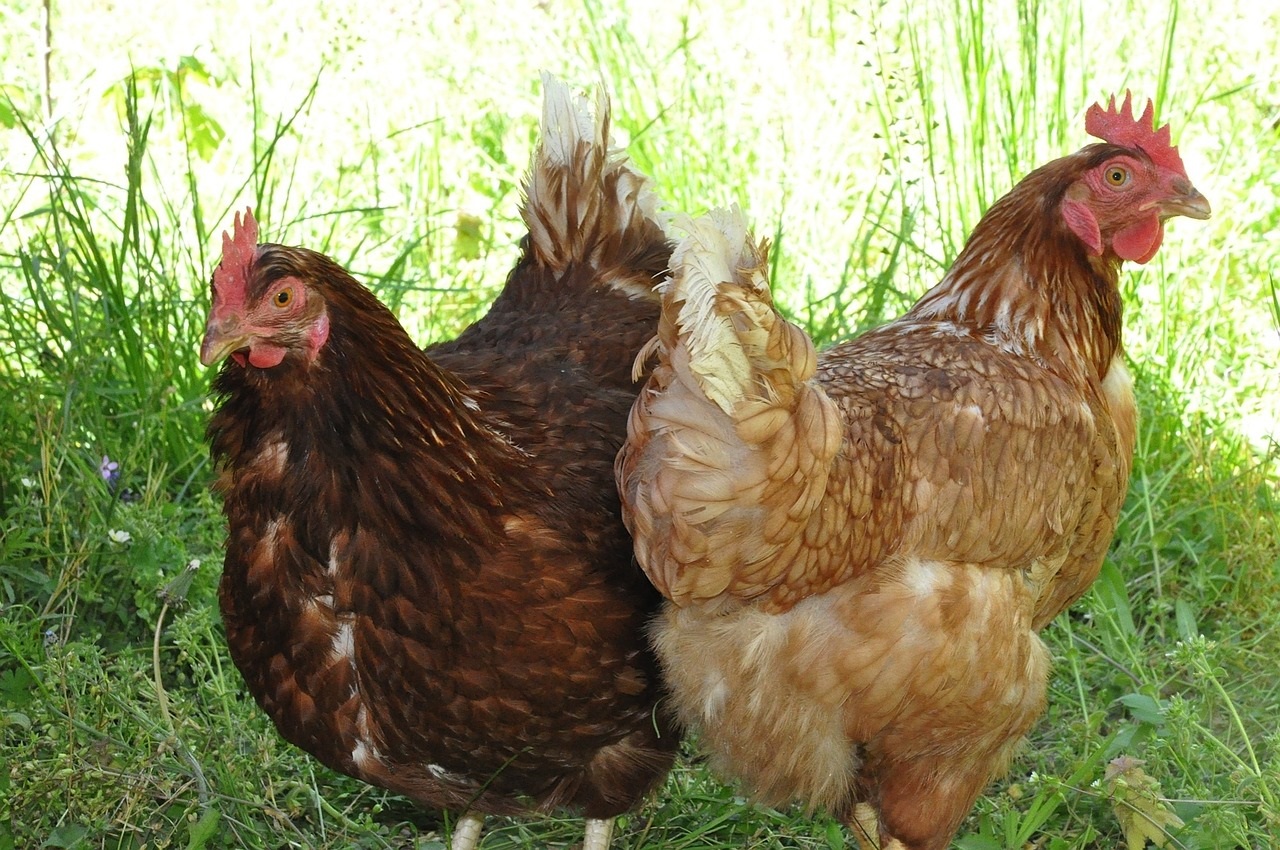 Ce qu&rsquo;il faut savoir avant d&rsquo;acheter une poule